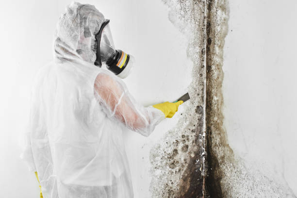 Best Mold Remediation for Schools in Eustace, TX