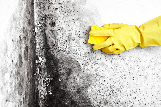 Best Industrial Mold Remediation in Eustace, TX