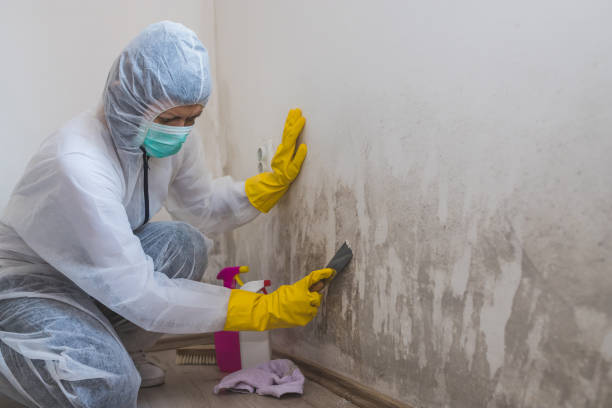 Best Localized Mold Remediation (e.g., coastal areas, humid climates) in Eustace, TX