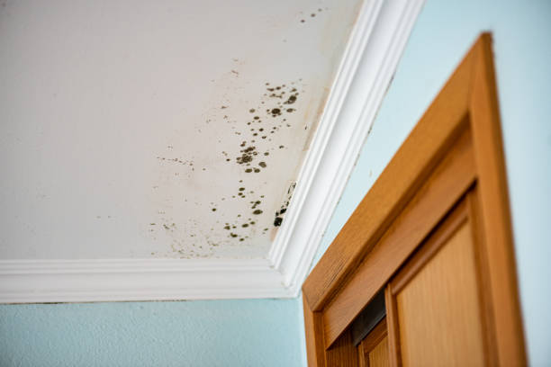 Best Post-Remediation Services in Eustace, TX