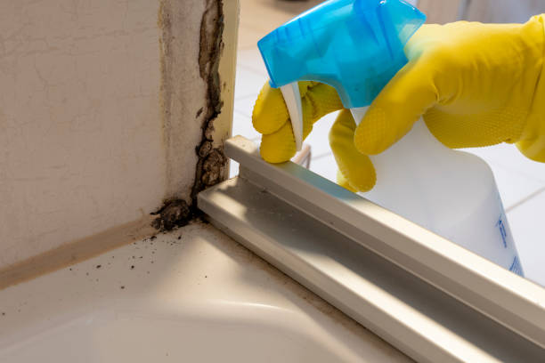 Best Emergency Mold Remediation in Eustace, TX
