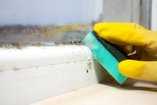 Best Residential Mold Remediation in Eustace, TX