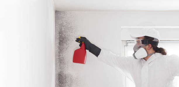 Best Health and Safety Mold Remediation in Eustace, TX