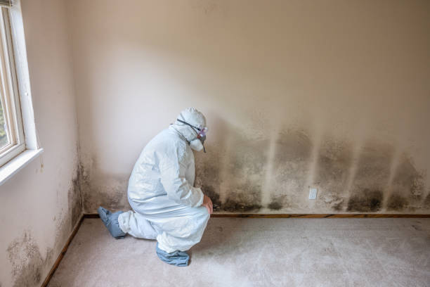 Best Mold Remediation for Specific Building Types in Eustace, TX