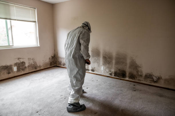 Best Residential Mold Remediation in Eustace, TX