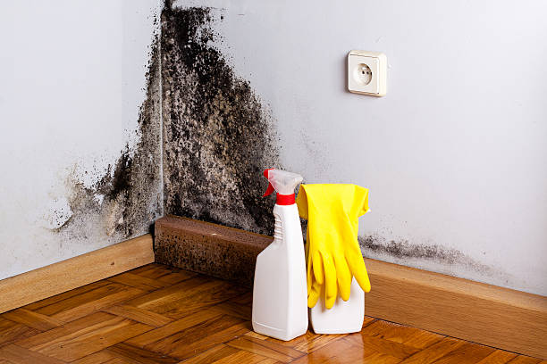 Best Crawl Space Mold Remediation in Eustace, TX