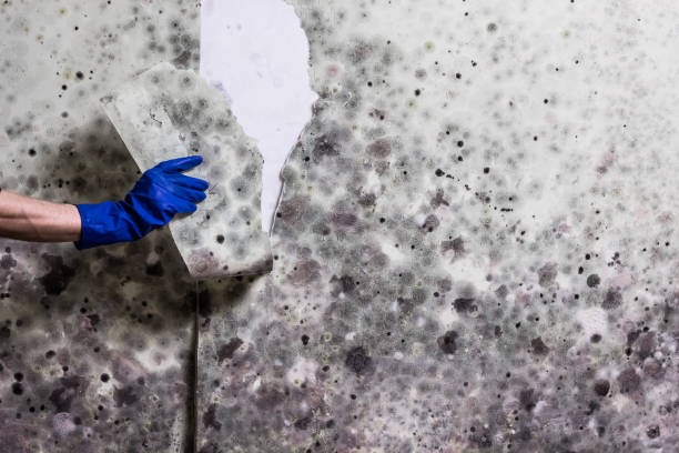 Best Bathroom Mold Remediation in Eustace, TX