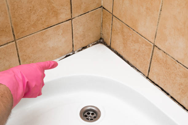 Best Emergency Mold Remediation in Eustace, TX