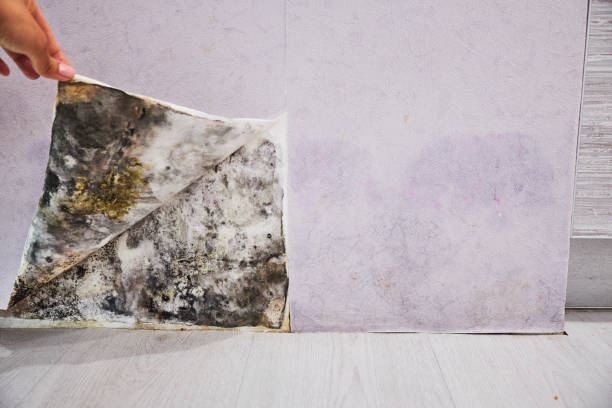 Best DIY Mold Remediation Support Services in Eustace, TX